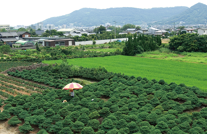 高松盆栽の歴史