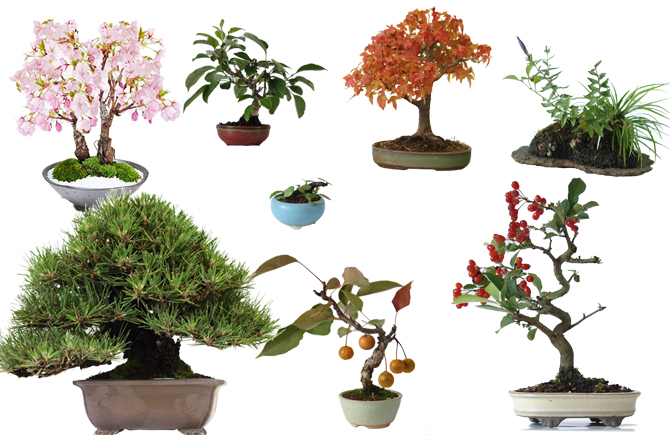 盆栽の種類と分類について