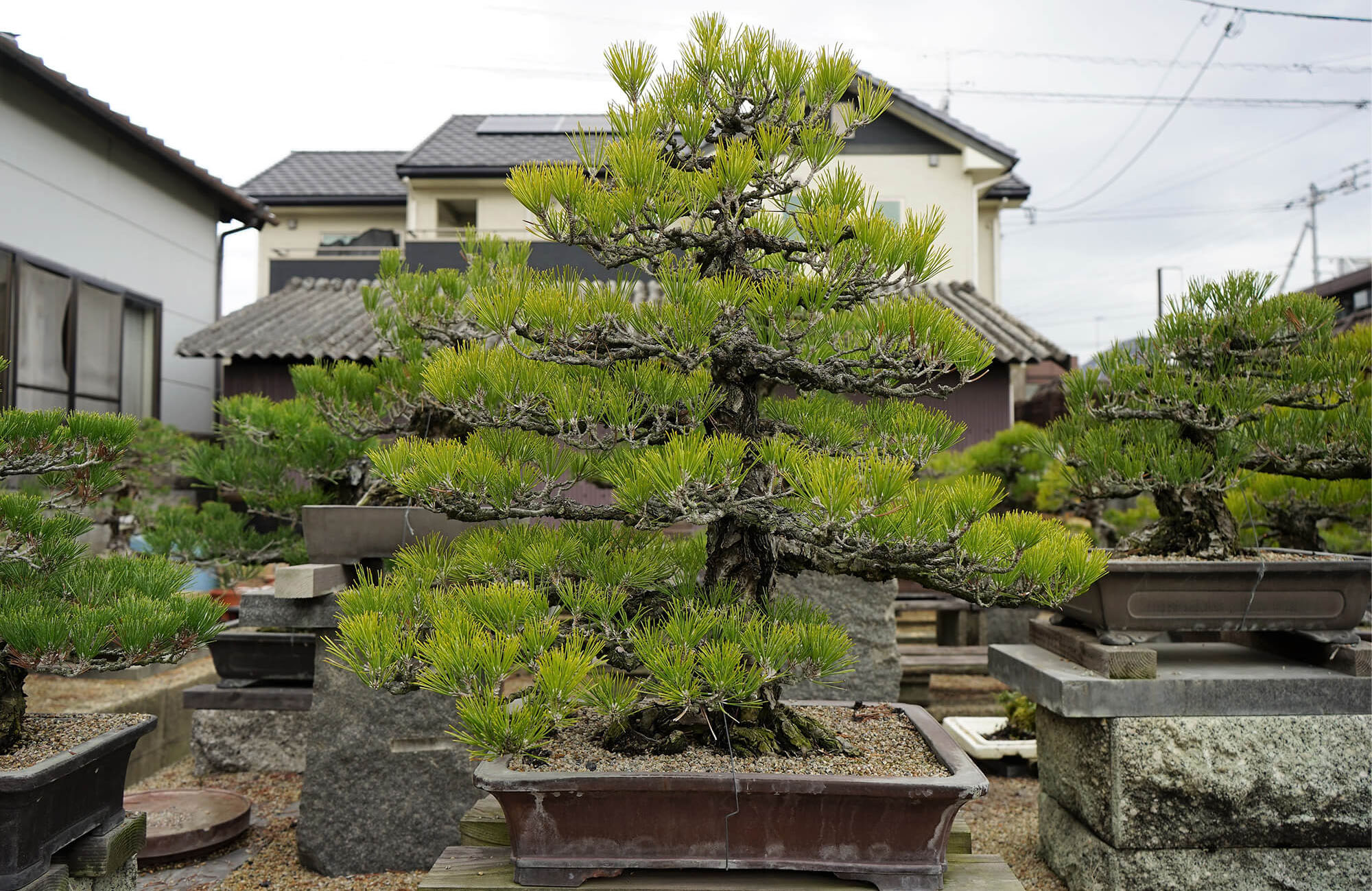 国分寺盆栽を作り上げた 生ける伝説 慶松園